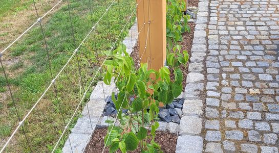 Climbing plant trellis