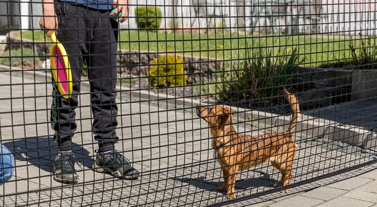 Abperrnetz in Hofeinfahrt mit Hund und Leuten hinter dem Netz