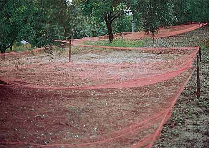 Harvesting net