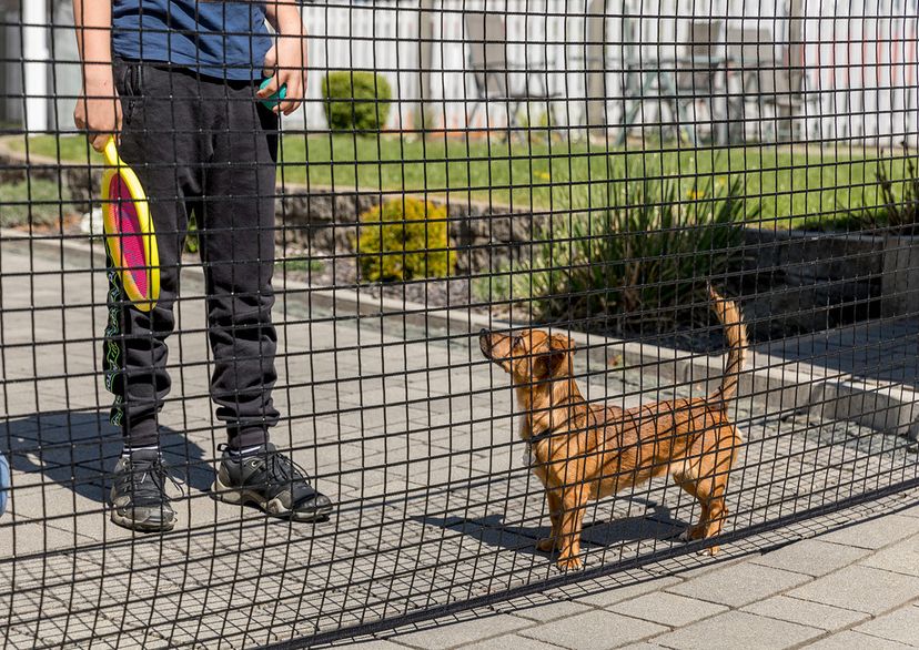 Area confinement net with dog and people behind it