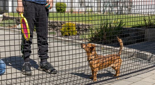 Area confinement net with dog and people behind it