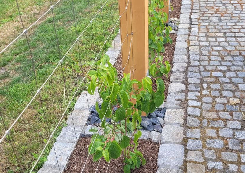 Climbing plant trellis
